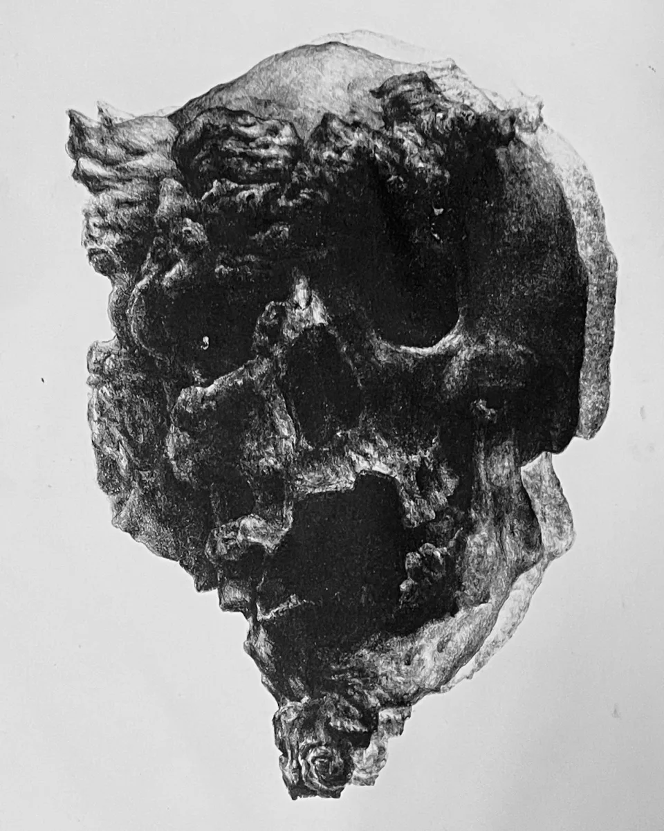 An impression with the crown printed lighter, the dark concentrated at the eyes and jaw.